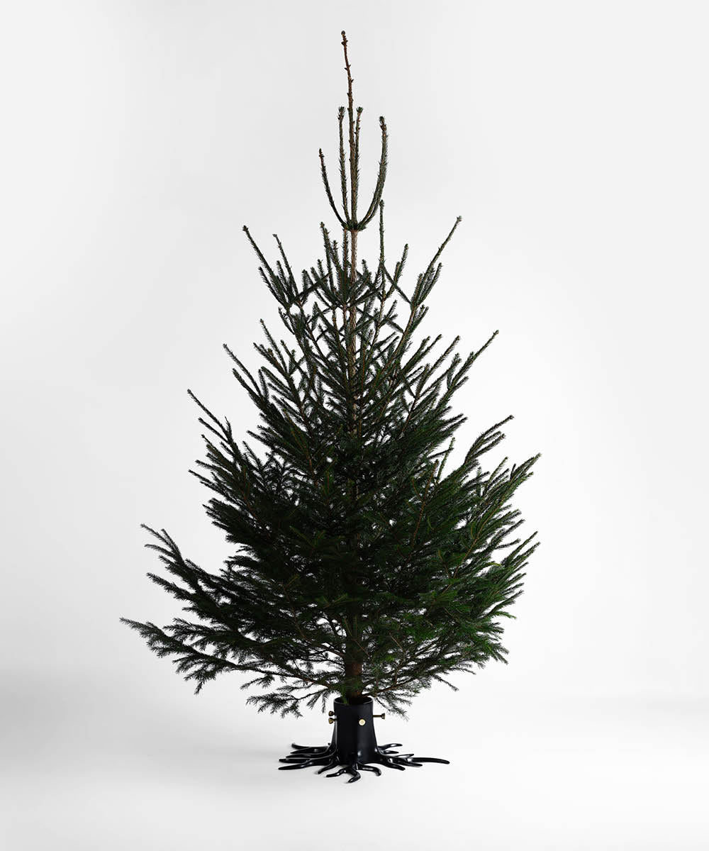 Christmas Tree Stand The Root - Black | Unique Contemporary